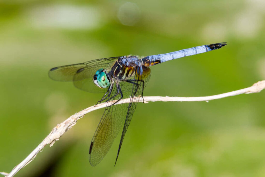 Vibrant Dragonfly Close-Up: Colorful Wings on Green Wallpaper