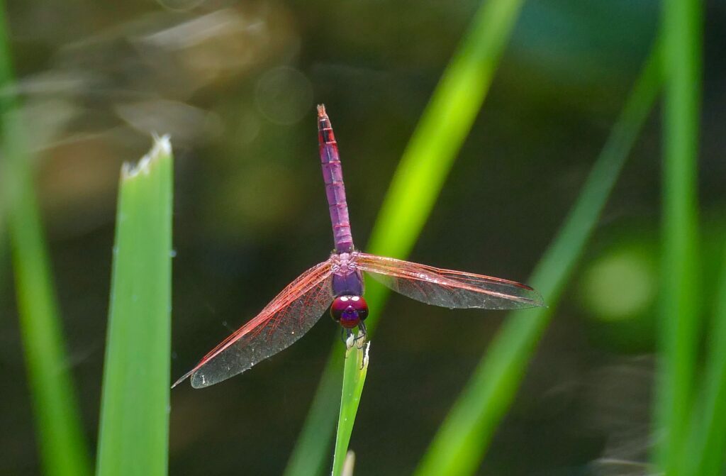 Stunning Macro Dragonfly Wall Art: Vibrant Wings on Green Leaf Wallpaper
