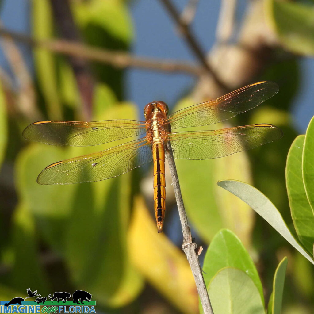 Vibrant Dragonfly Wallpaper: Graceful Twig & Lush Green Background