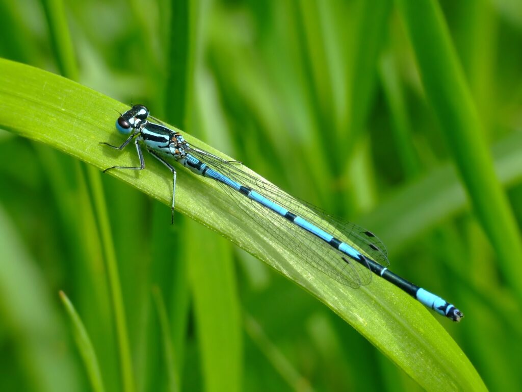 Vibrant Dragonfly on Grass: Stunning Nature Wallpaper Background