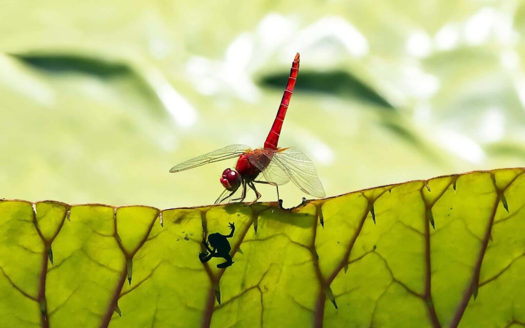 Vibrant Dragonfly on Green Leaf: Nature Wallpaper Background