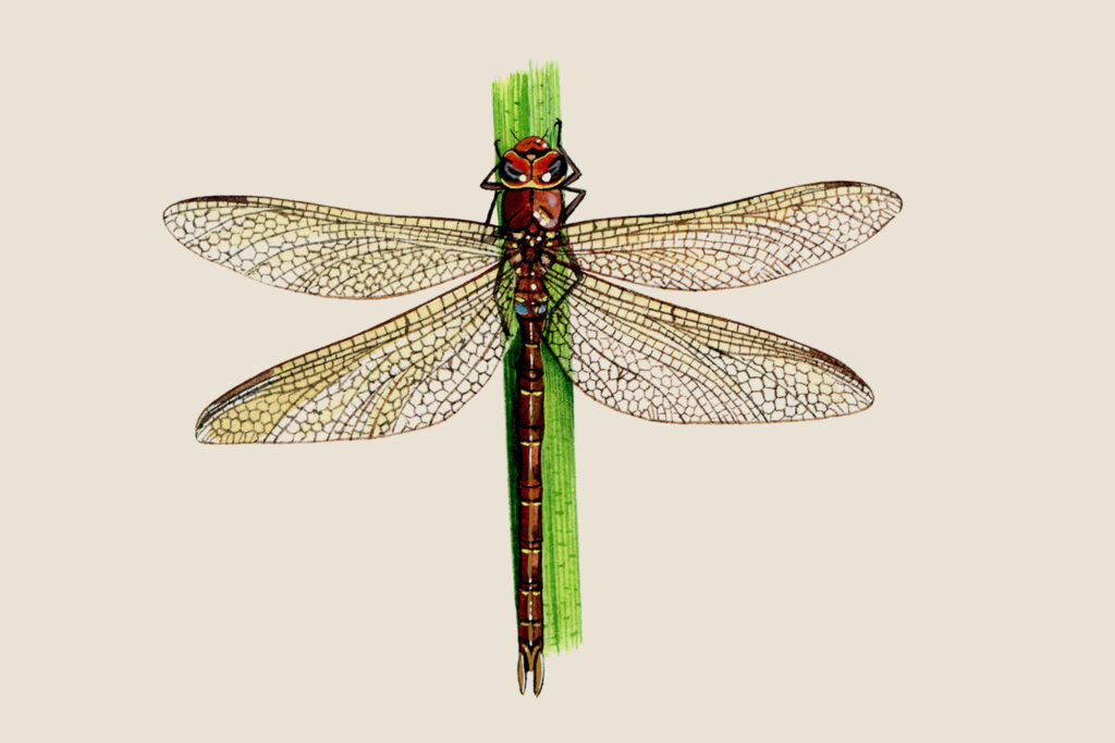 Vibrant Dragonfly Wallpaper: Intricate Design on Beige Background