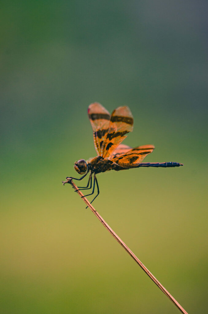Vibrant Dragonfly Wallpaper: Intricate Wings on a Green Backdrop