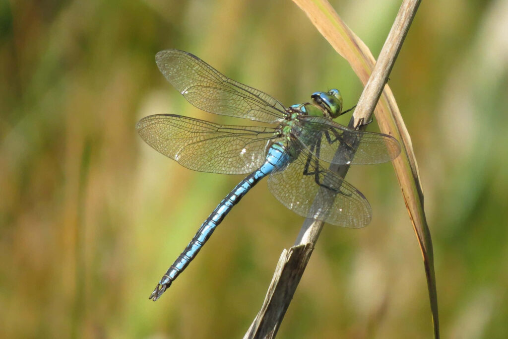 Shimmering Blue Green Dragonfly on Grass - Nature Wallpaper Background