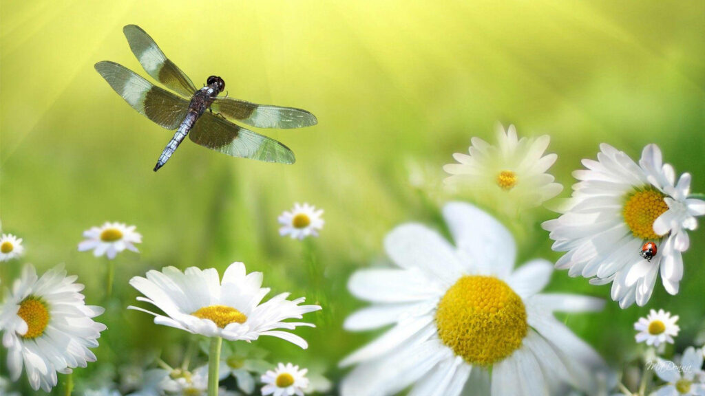 Vibrant Dragonfly and Daisies Wallpaper: Nature’s Beauty Unveiled
