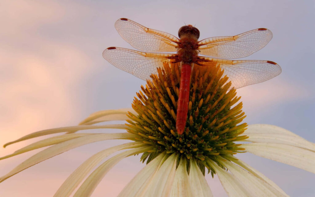 Vibrant Dragonfly on Flower: Stunning Summer Sky Wallpaper