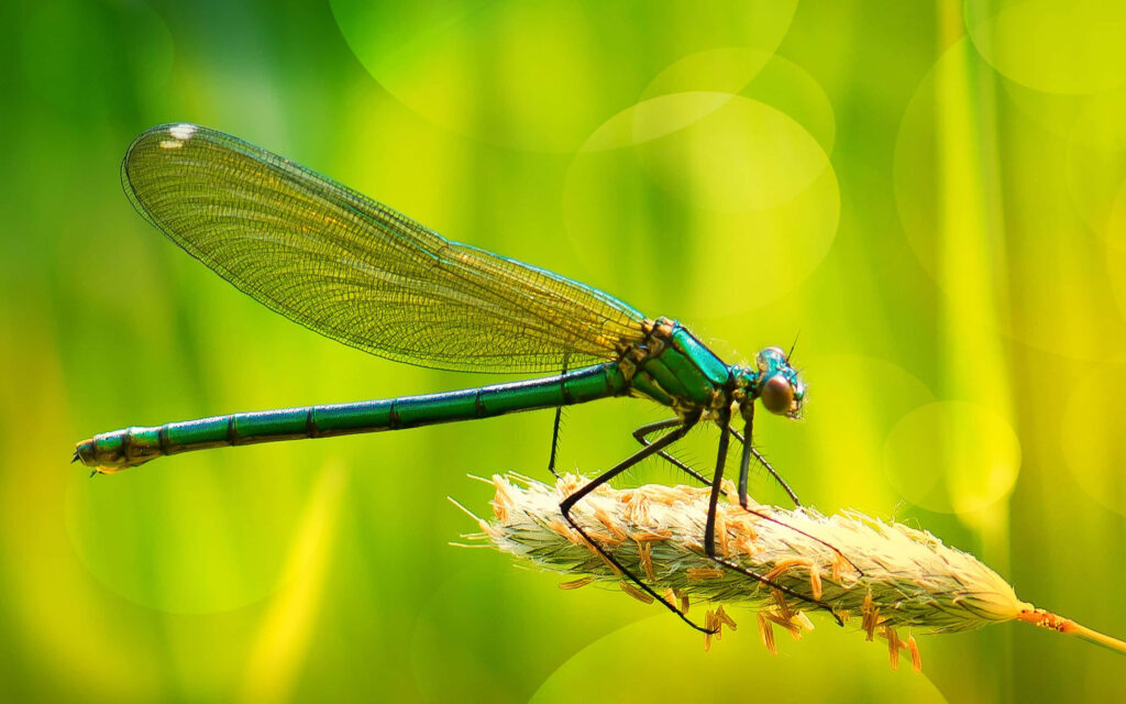Vibrant Dragonfly on Grass in Sunlit Nature Wallpaper Background