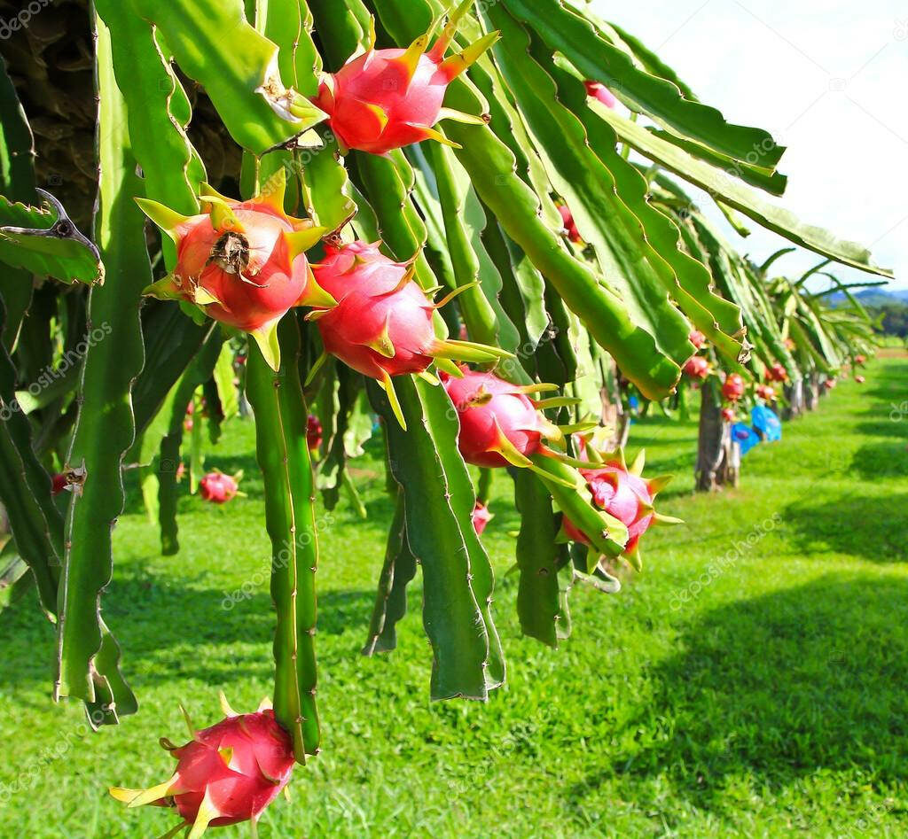 Vibrant Dragonfruit Tree Wallpaper: Lush Green Landscape Background