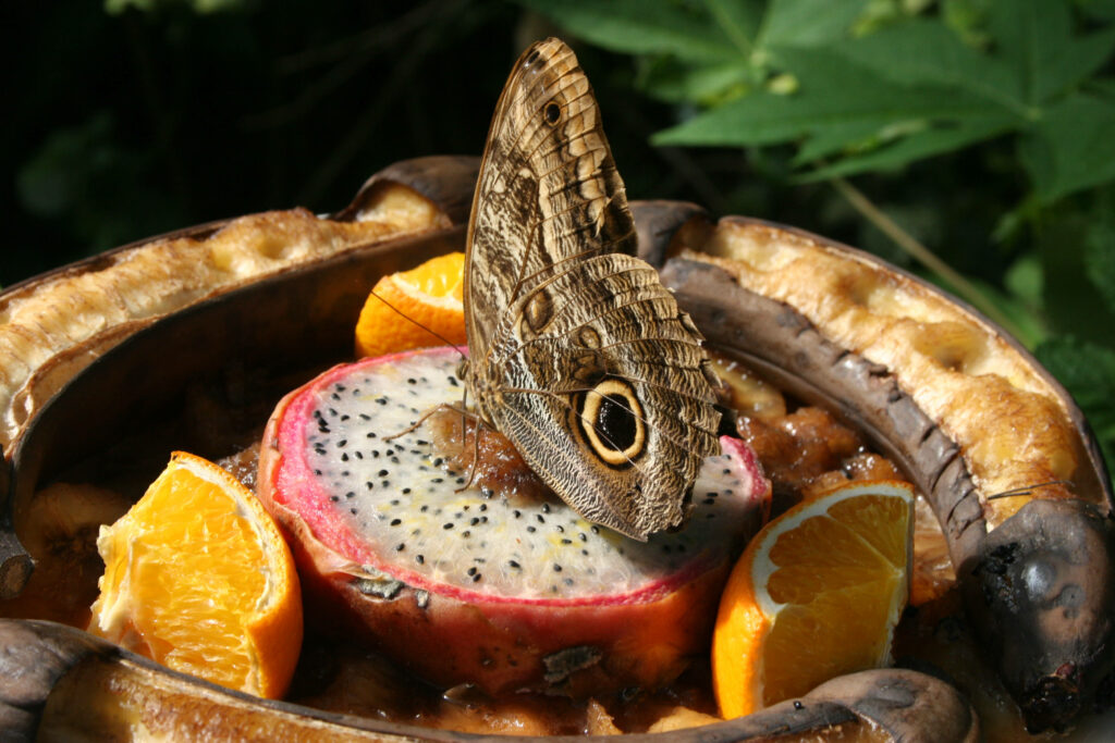 Vibrant Dragonfruit Wallpaper: Fresh Fruits & Butterfly Beauty