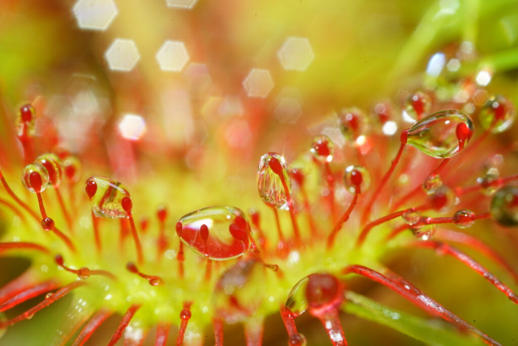 Vibrant Drosera Macro Shot: Dewy Red & Green Plant Wallpaper