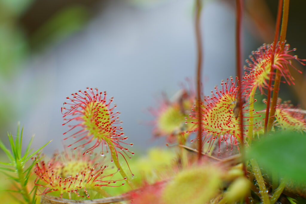 Vibrant Drosera Macro: Red Tentacles with Dew - Nature Wallpaper