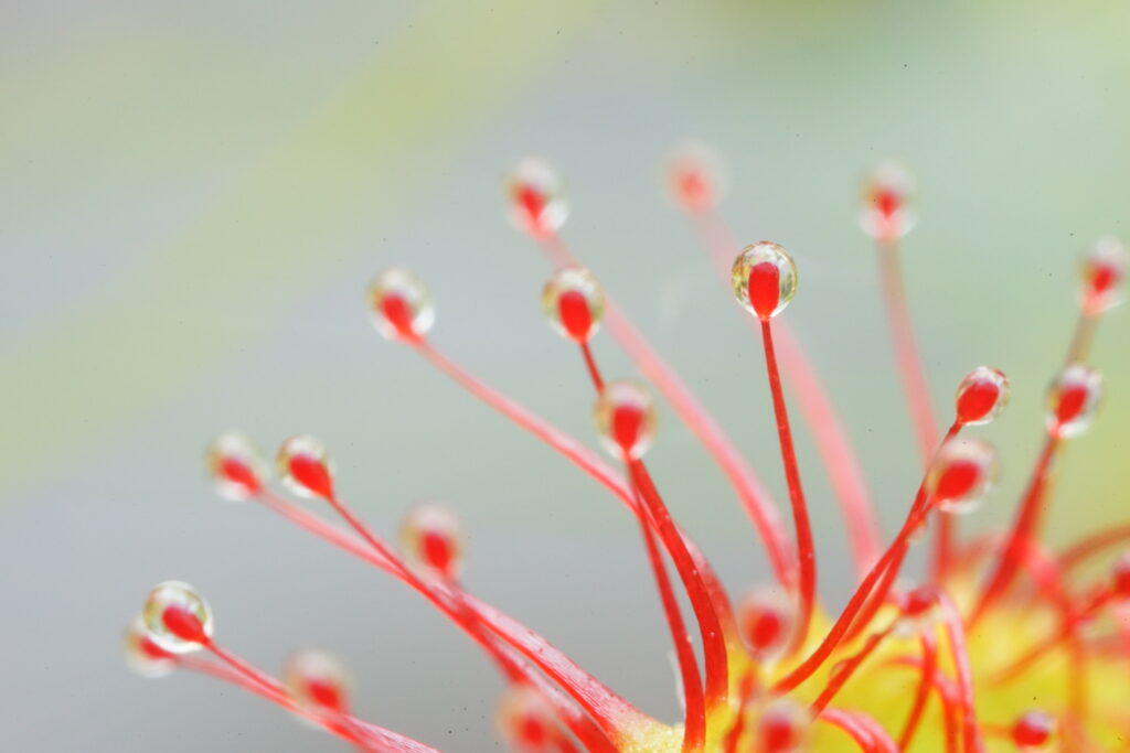 Vibrant Drosera Plant Wallpaper: Macro View of Red Tentacles