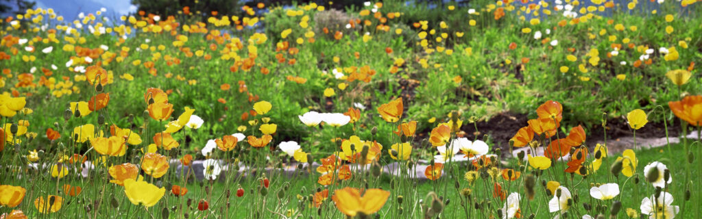 Vibrant Dual-Screen Wallpaper of Colorful Poppies in Spring