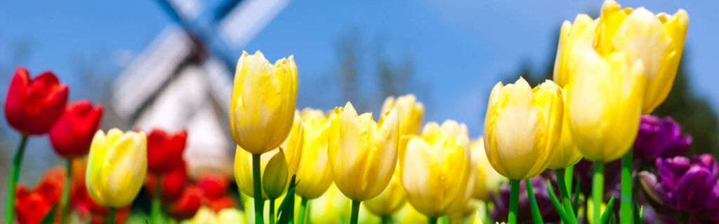 Charming Tulip Field Wallpaper with Windmill and Blue Sky Background