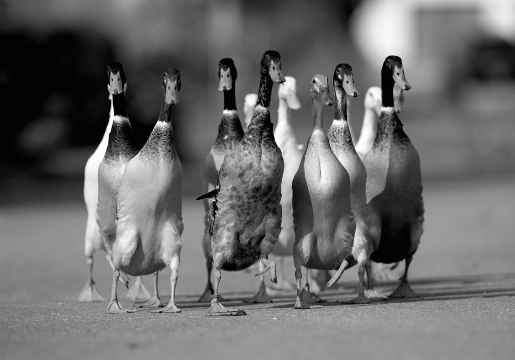 Vibrant Wallpaper of Ducks Walking Together on a Road