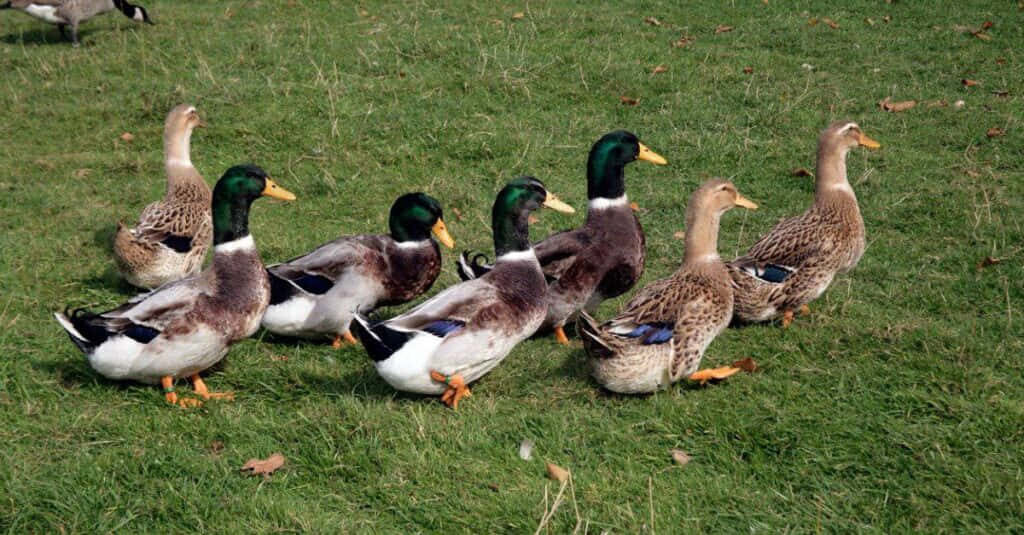 Vibrant Ducks on Lush Green Field - Peaceful Nature Background Wallpaper