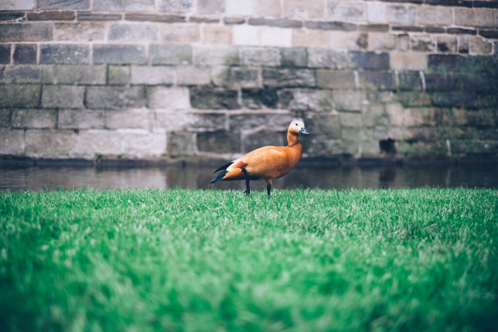 Vibrant Duck on Grass Against Rustic Stone Wall – Charming Wallpaper