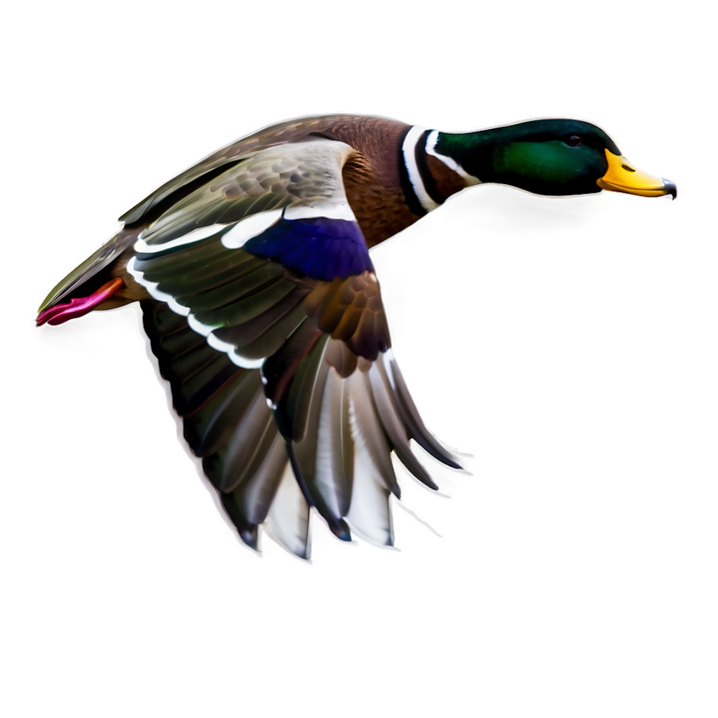 Vibrant Duck in Flight Wallpaper: Graceful Plumage & Soft Background