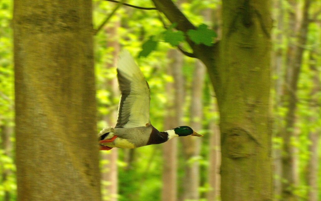 Vibrant Duck in Flight Wallpaper Amidst Lush Green Forest Background