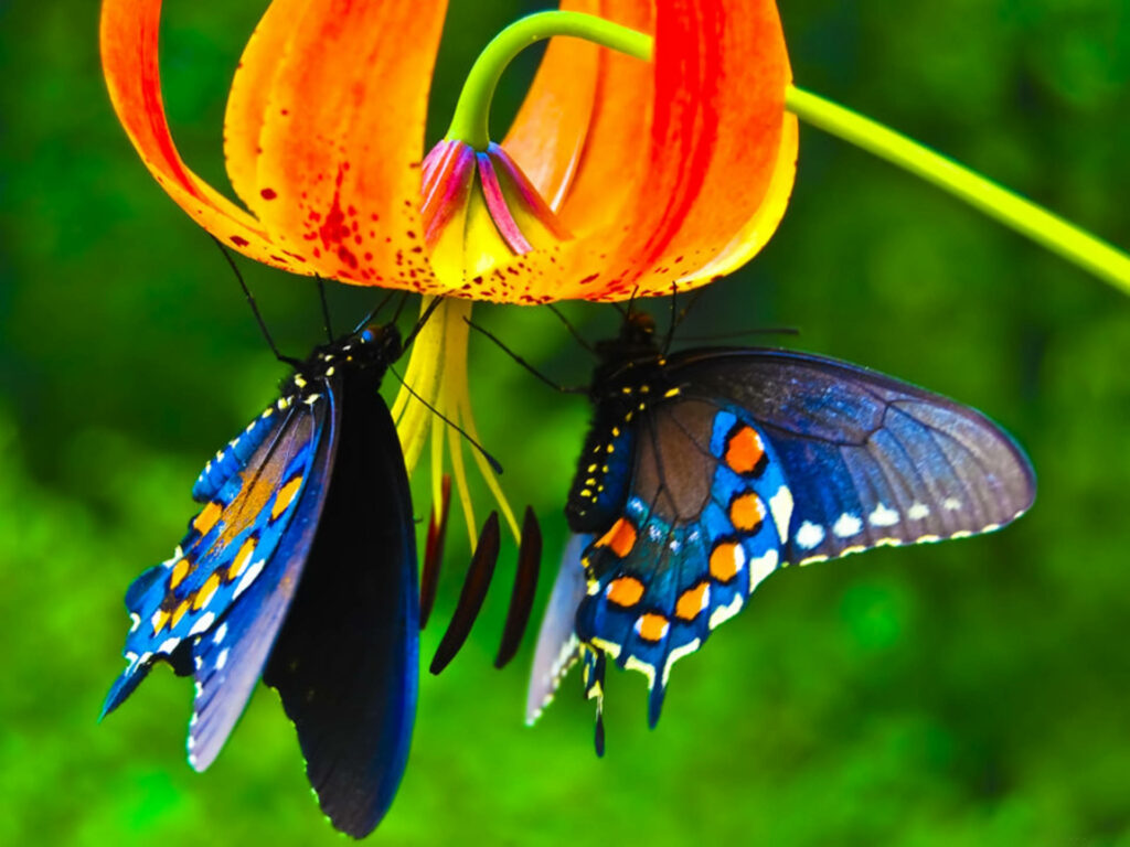 Stunning Animal Photography Wallpaper: Duel of Blue Butterflies on an Orange Blossom