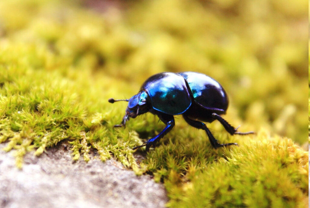 Vibrant Dung Beetle on Green Moss: Stunning Nature Wallpaper