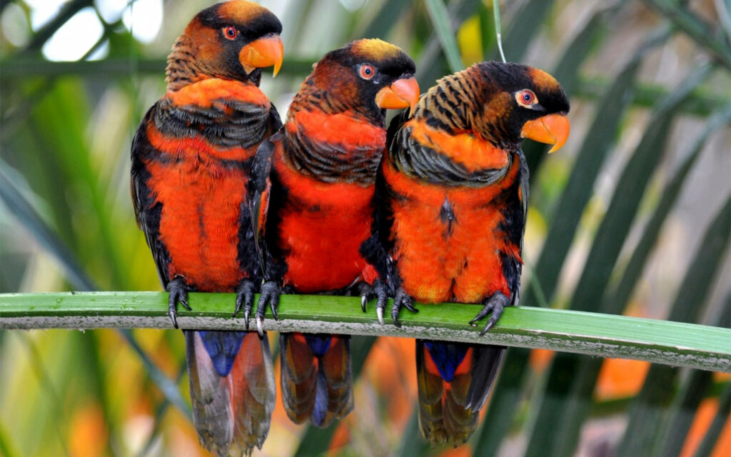Vibrant Dusky Lory Parrots on Branch Amidst Lush Greenery Wallpaper
