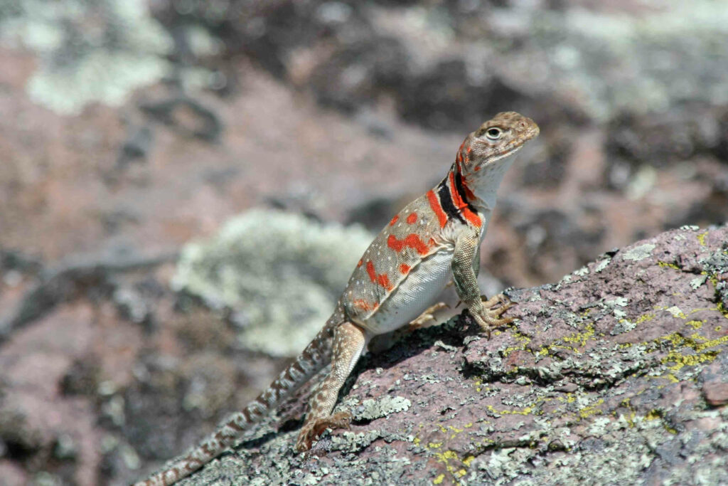 Vibrant Eastern Collared Lizard Wallpaper on Rocky Background