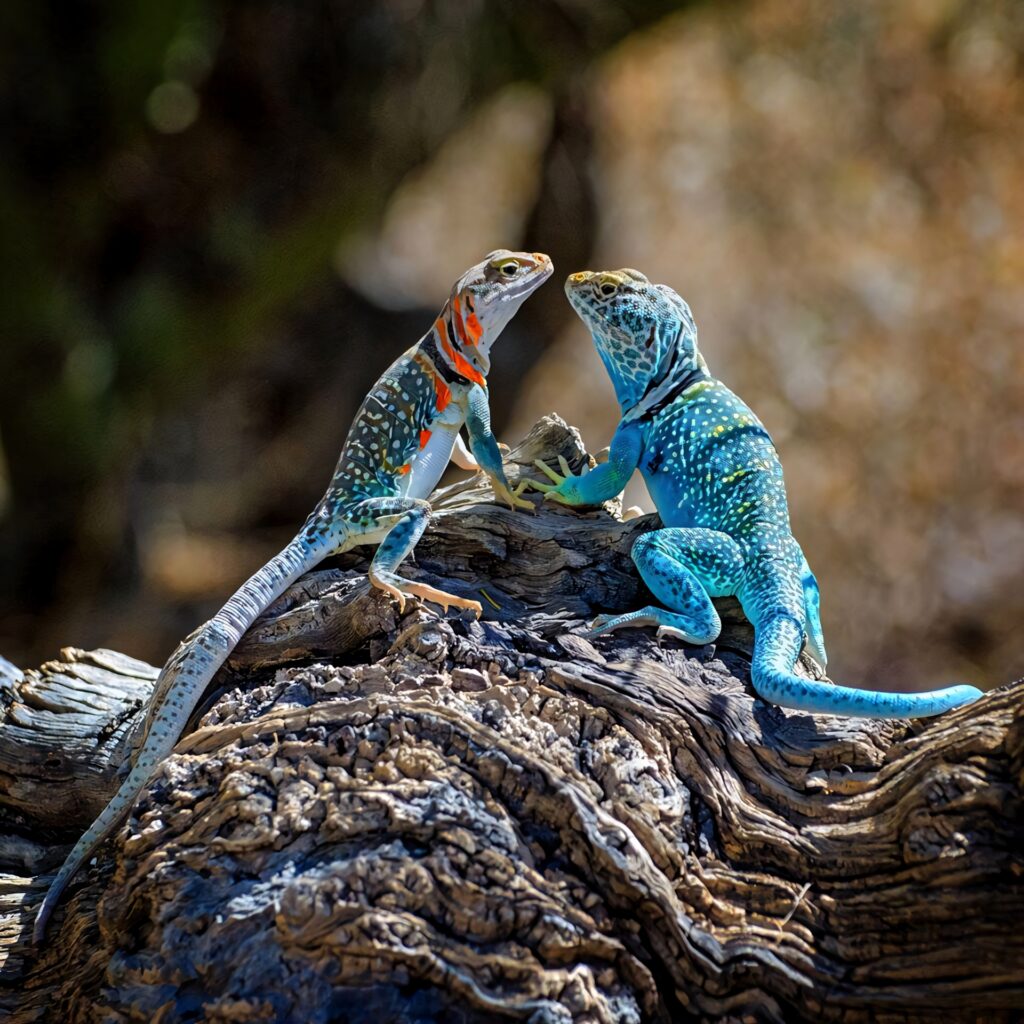 Eastern Collared Lizard couple with vibrant blue and orange scales on rugged wood background Wallpaper