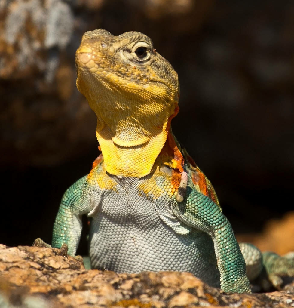 Vibrant Eastern Collared Lizard HD Wallpaper - Nature's Colorful Beauty