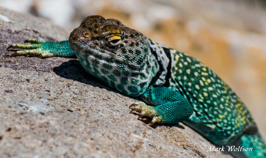 Vibrant Eastern Collared Lizard Wallpaper with Blue-Green Hues