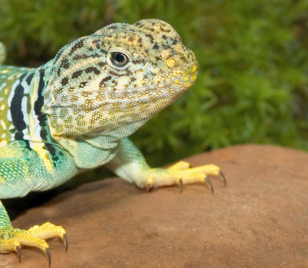 Vibrant Eastern Collared Lizard Close-Up Wallpaper in Natural Setting