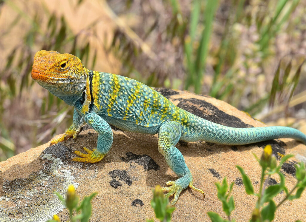 Vibrant Eastern Collared Lizard Wallpaper: Nature's Colorful Snapshot
