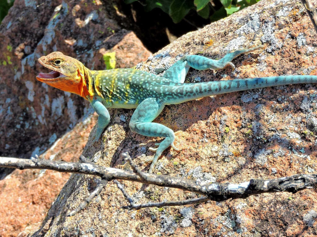 Vibrant Eastern Collared Lizard Basking with Dynamic Colors Wallpaper