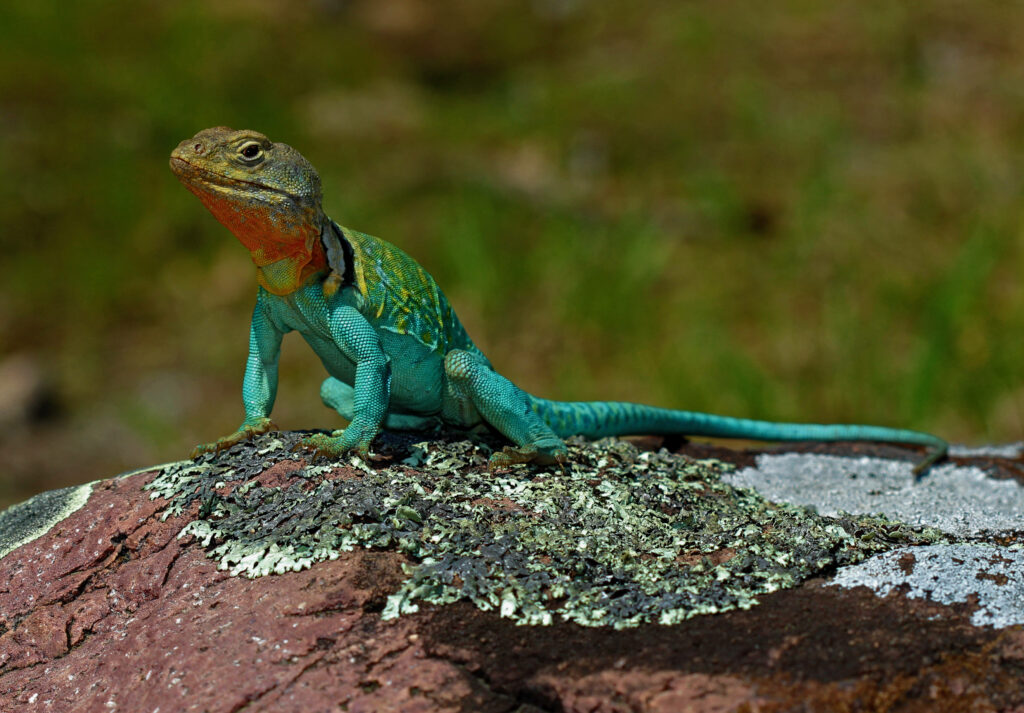 Vibrant Eastern Collared Lizard Basking on Rock - Colorful Wallpaper