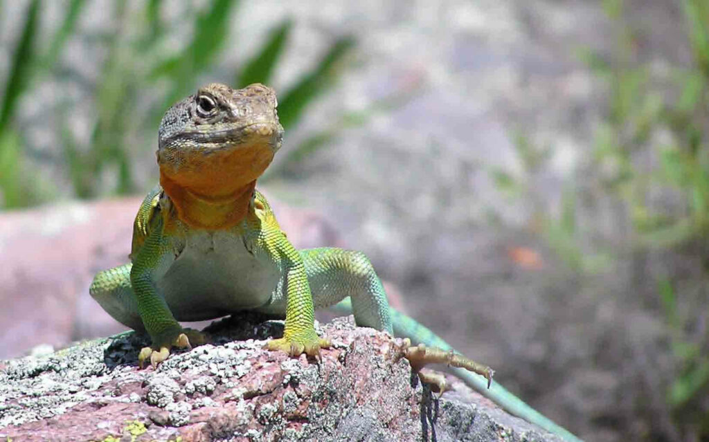 Vibrant Eastern Collared Lizard Wallpaper: Colorful Nature Scene