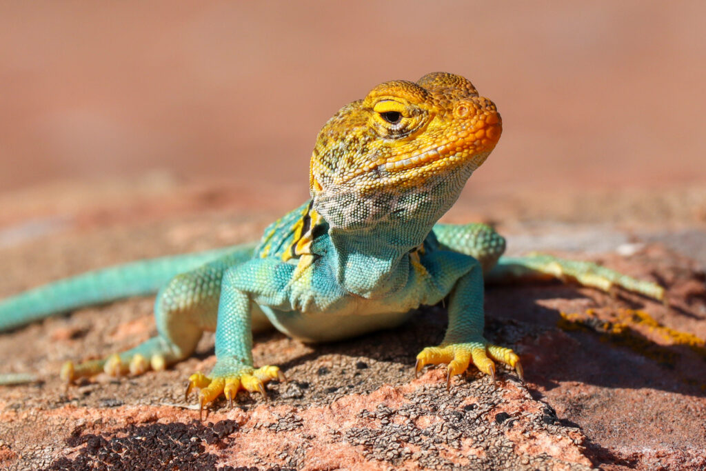 Vibrant Eastern Collared Lizard Wallpaper on Sunlit Rock Background
