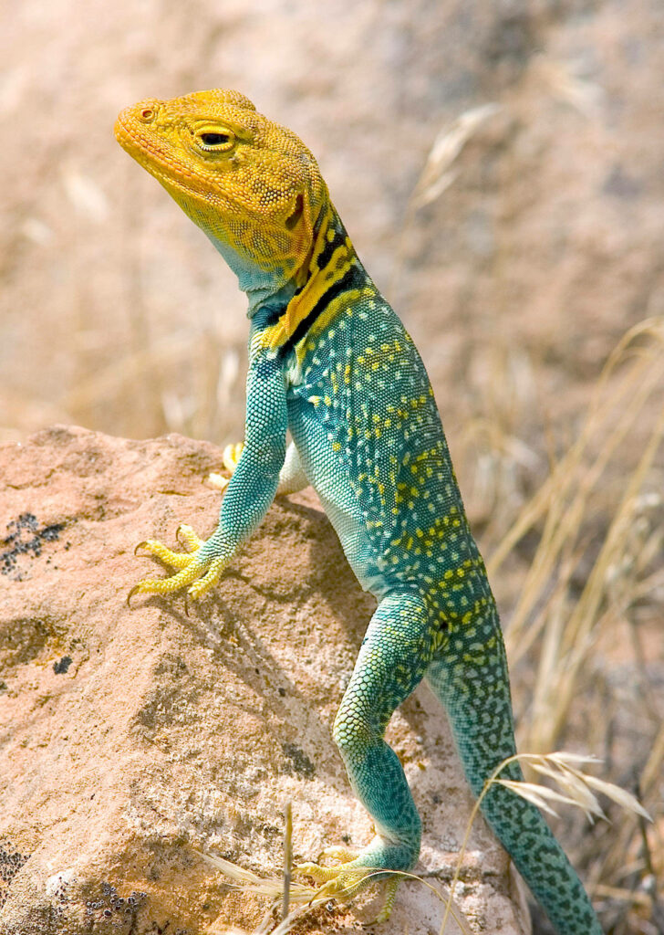 Vibrant Eastern Collared Lizard on Sunlit Rock - Wild Beauty Wallpaper