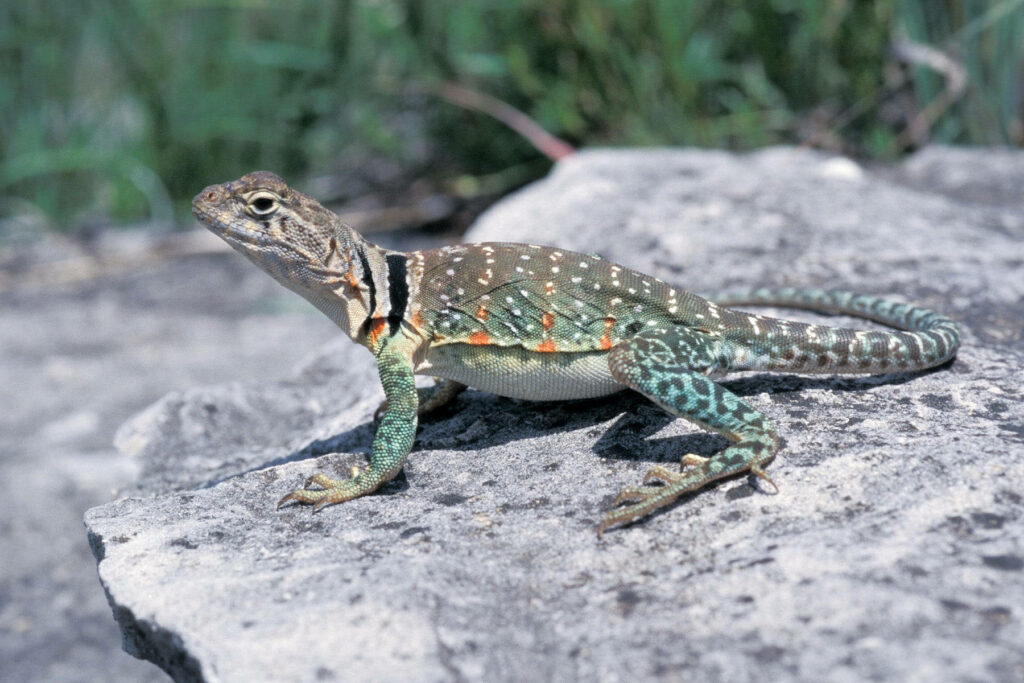 Eastern Collared Lizard with green and orange markings on textured rock in green foliage background Wallpaper