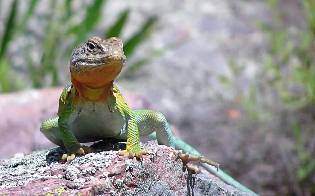 Eastern Collared Lizard on sunlit rock showing vibrant green yellow orange scales and textured skin Wallpaper