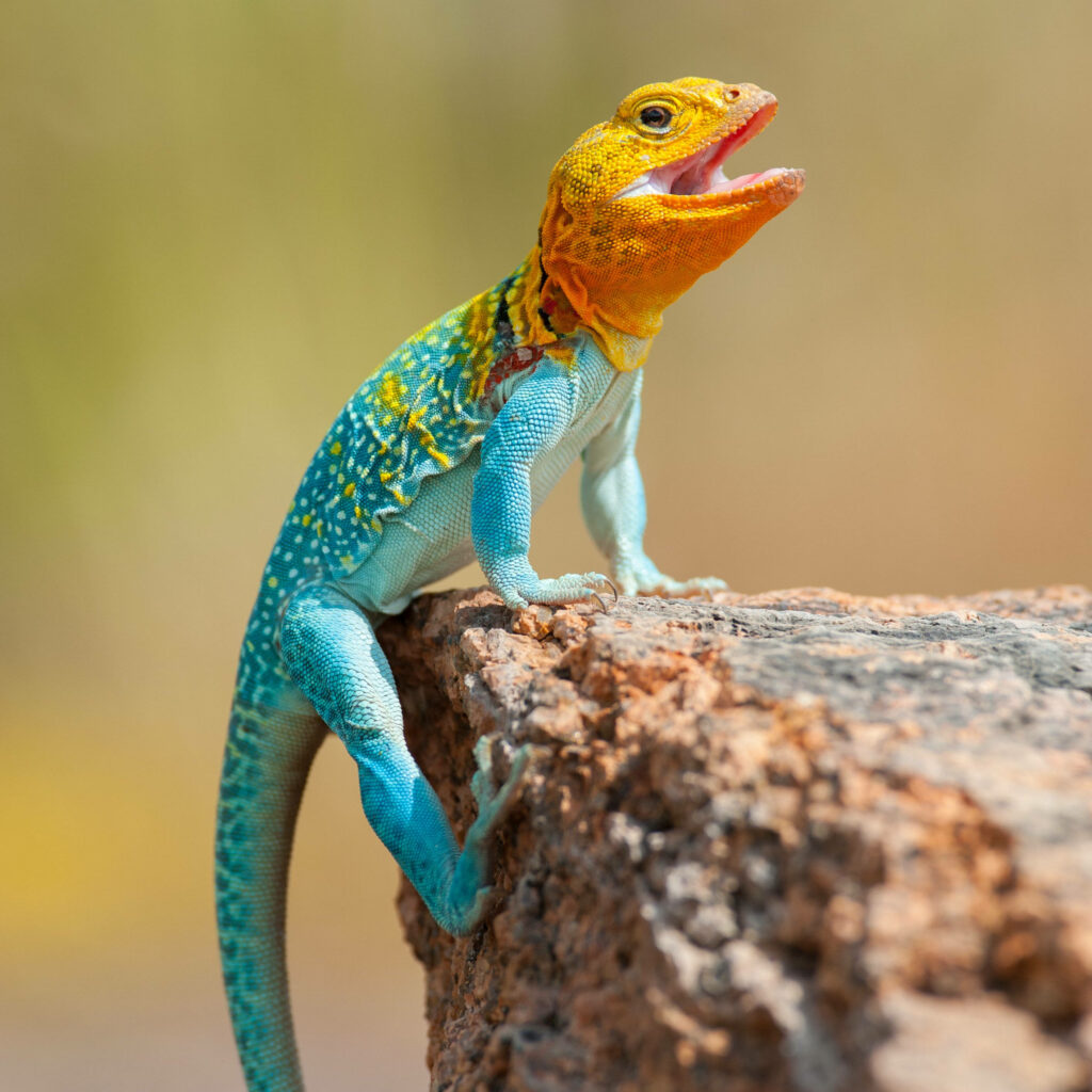 Eastern Collared Lizard with blue and orange patterns on sunlit rock wildlife wallpaper background
