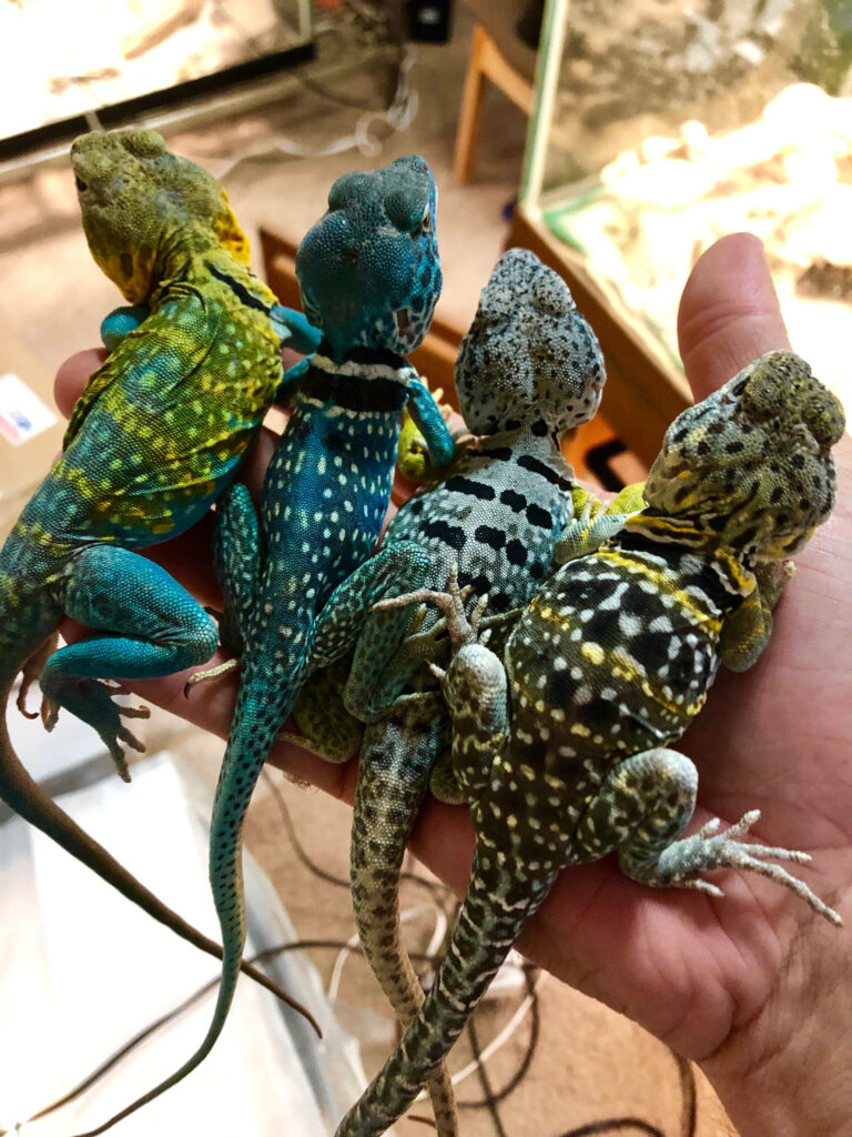 Vibrant Eastern Collared Lizards in Stunning Detail on a Hand Wallpaper