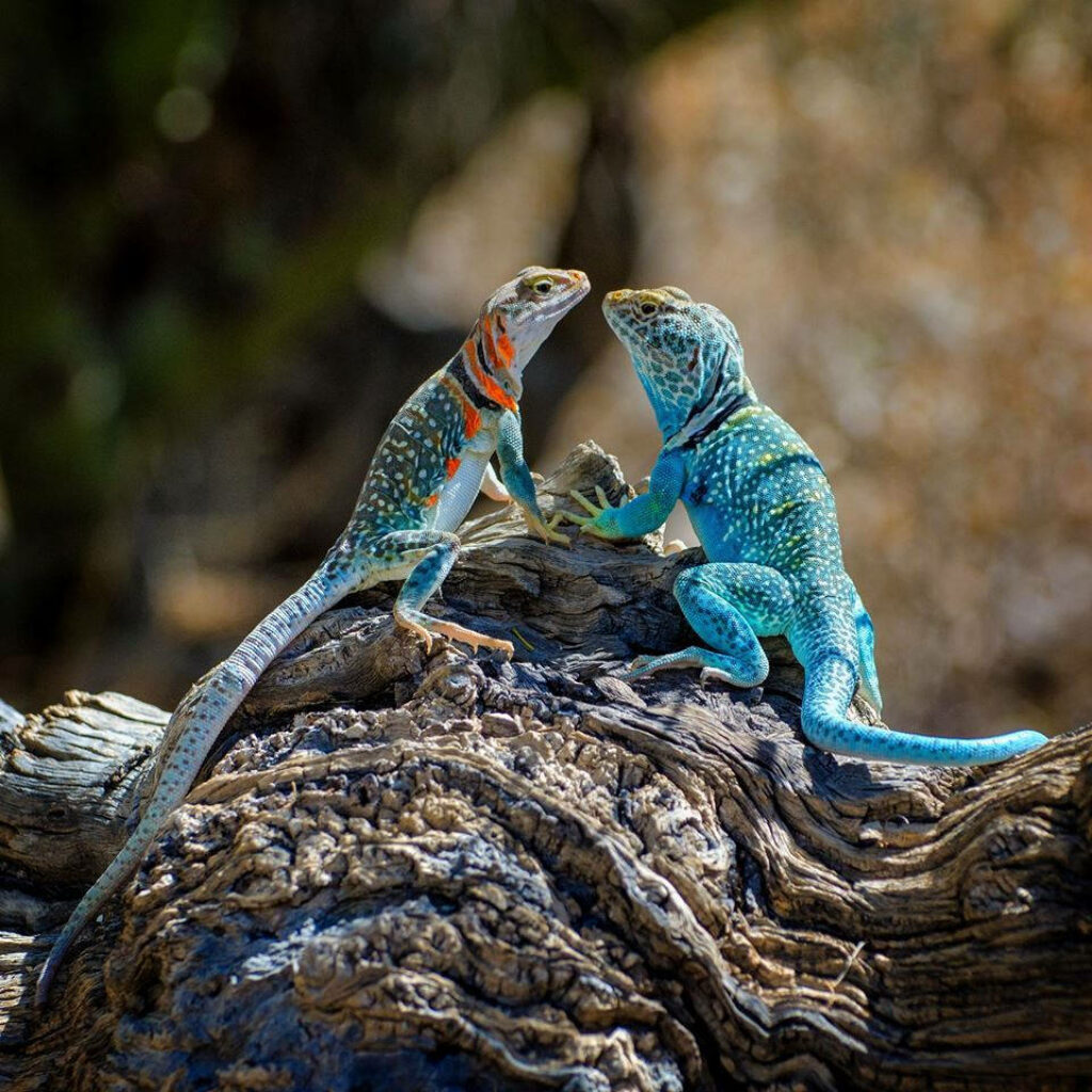 Vibrant Eastern Collared Lizards on Textured Wood Wallpaper