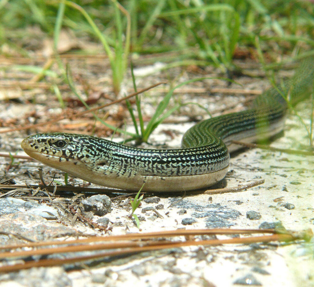 Stunning Eastern Glass Lizard Wallpaper: Nature's Vibrant Design