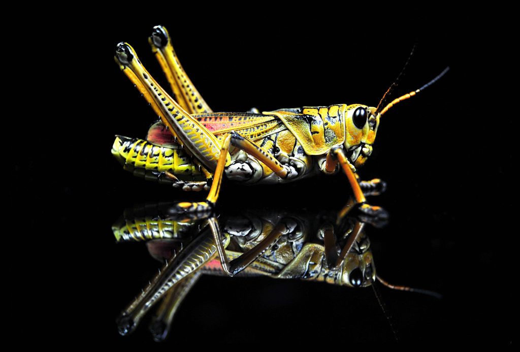 Macro photo of vibrant yellow black Eastern Lubber grasshopper on glossy reflective surface Wallpaper
