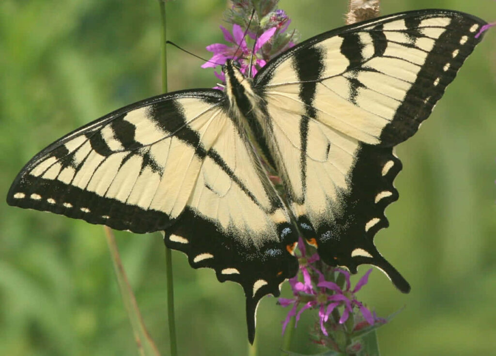 Vibrant Eastern Tiger Swallowtail on Purple Flower - Nature Wallpaper