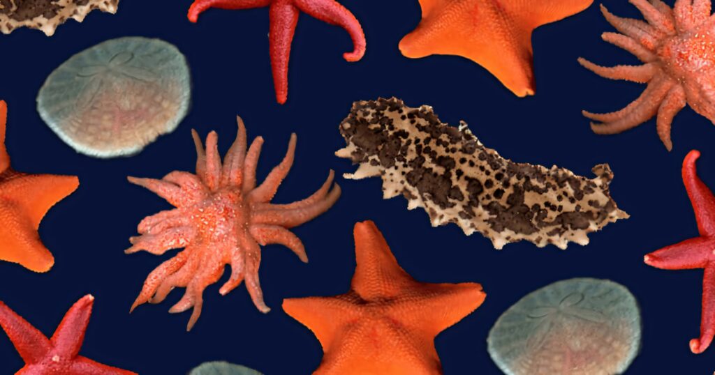 Vibrant echinoderms wallpaper with colorful starfish sand dollars and sea cucumbers on blue