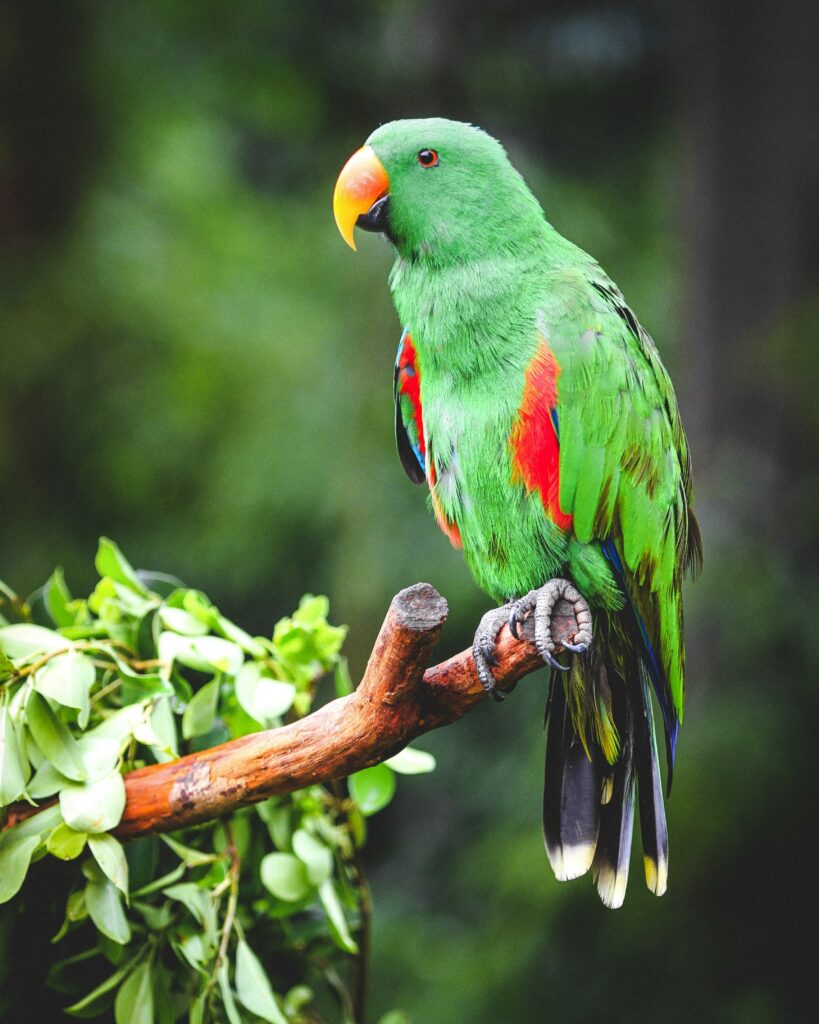 Vibrant Eclectus Parrot Wallpaper: Lush Green Background
