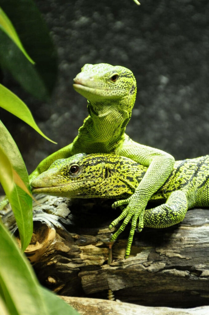 Vibrant Emerald Tree Monitors on Branch - Exotic Reptile Wallpaper