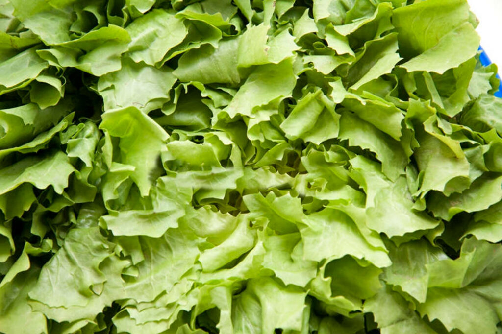 Vibrant Endive Leaves Wallpaper: Fresh Chicory Family Background