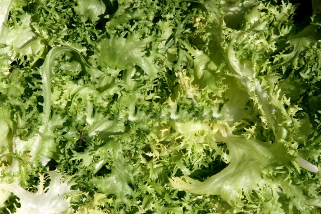 Vibrant Endive Wallpaper: Intricate Textures & Curly Leaves Background